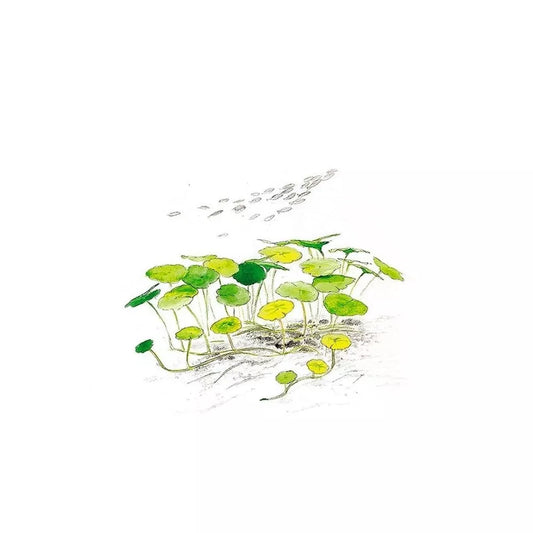 Akvariumo augalas Hydrocotyle verticillata