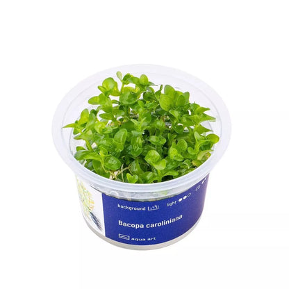 Akvariumo augalas Bacopa caroliniana