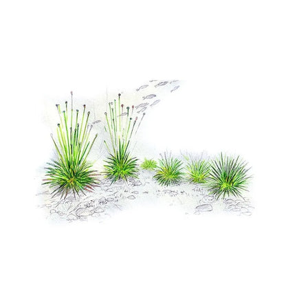 Akvariumo augalas Eriocaulon cinereum