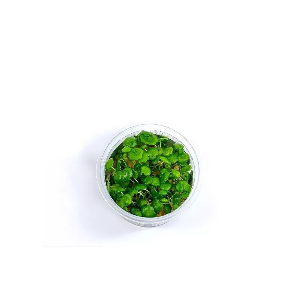 Akvariumo augalas Hydrocotyle verticillata