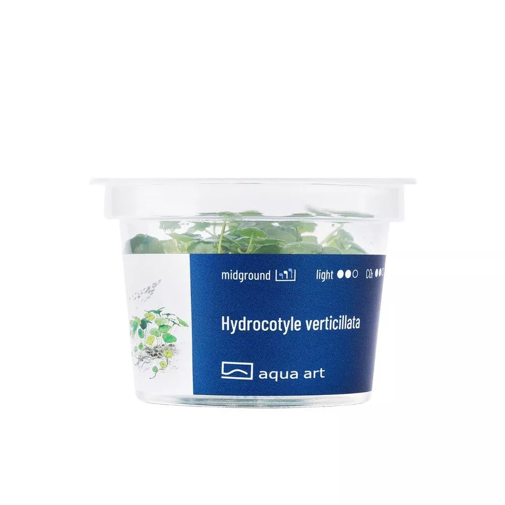 Akvariumo augalas Hydrocotyle verticillata