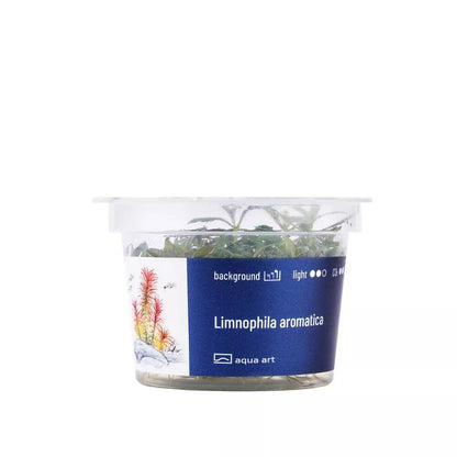 Akvariumo augalas Limnophila aromatica