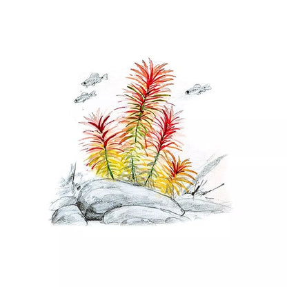 Akvariumo augalas Limnophila aromatica