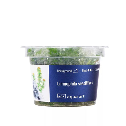 Akvariumo augalas Limnophila sessiliflora