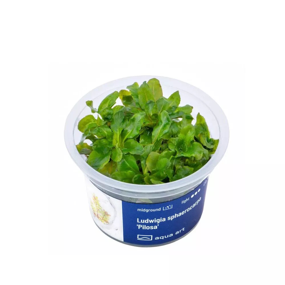 Akvariumo augalas Ludwigia sphaerocarpa Pilosa