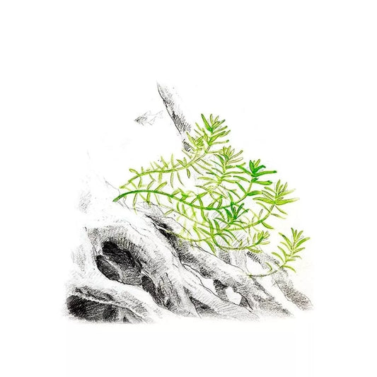 Akvariumo augalas Rotala rotundifolia Green