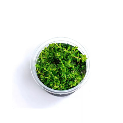 Akvariumo augalas Rotala rotundifolia Green