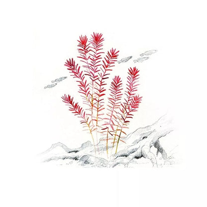 Akvariumo augalas Rotala rotundifolia