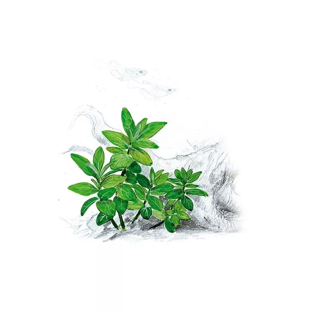 Akvariumo augalas Staurygone repens