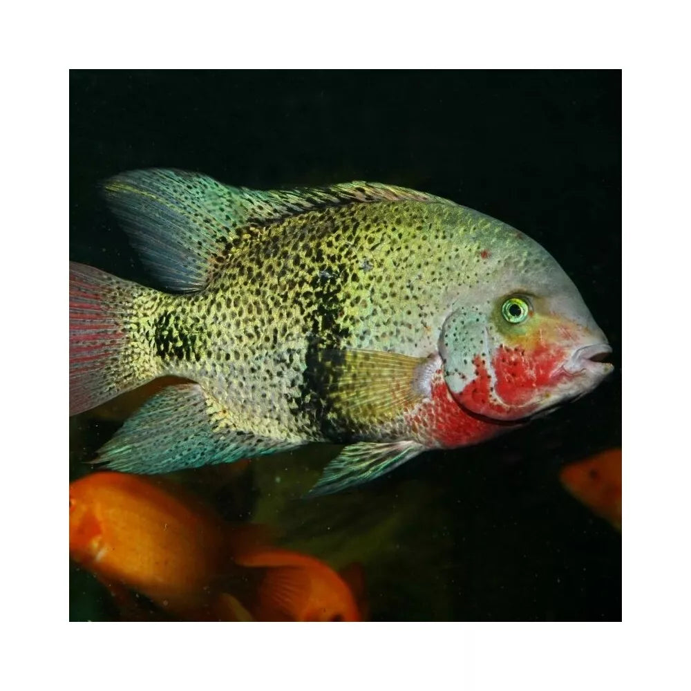 JBL ProNovo Cichlid Grano XL pašaras žuvims 1000 ml