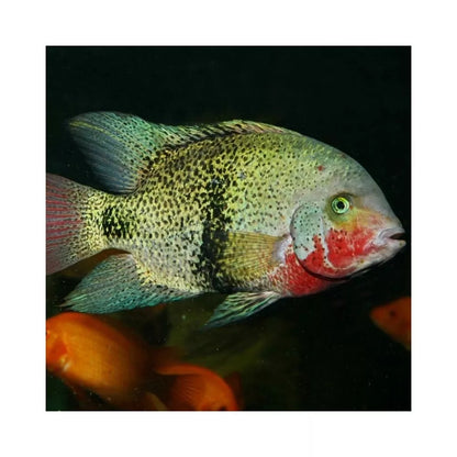 JBL ProNovo Cichlid Grano XL pašaras žuvims 1000 ml