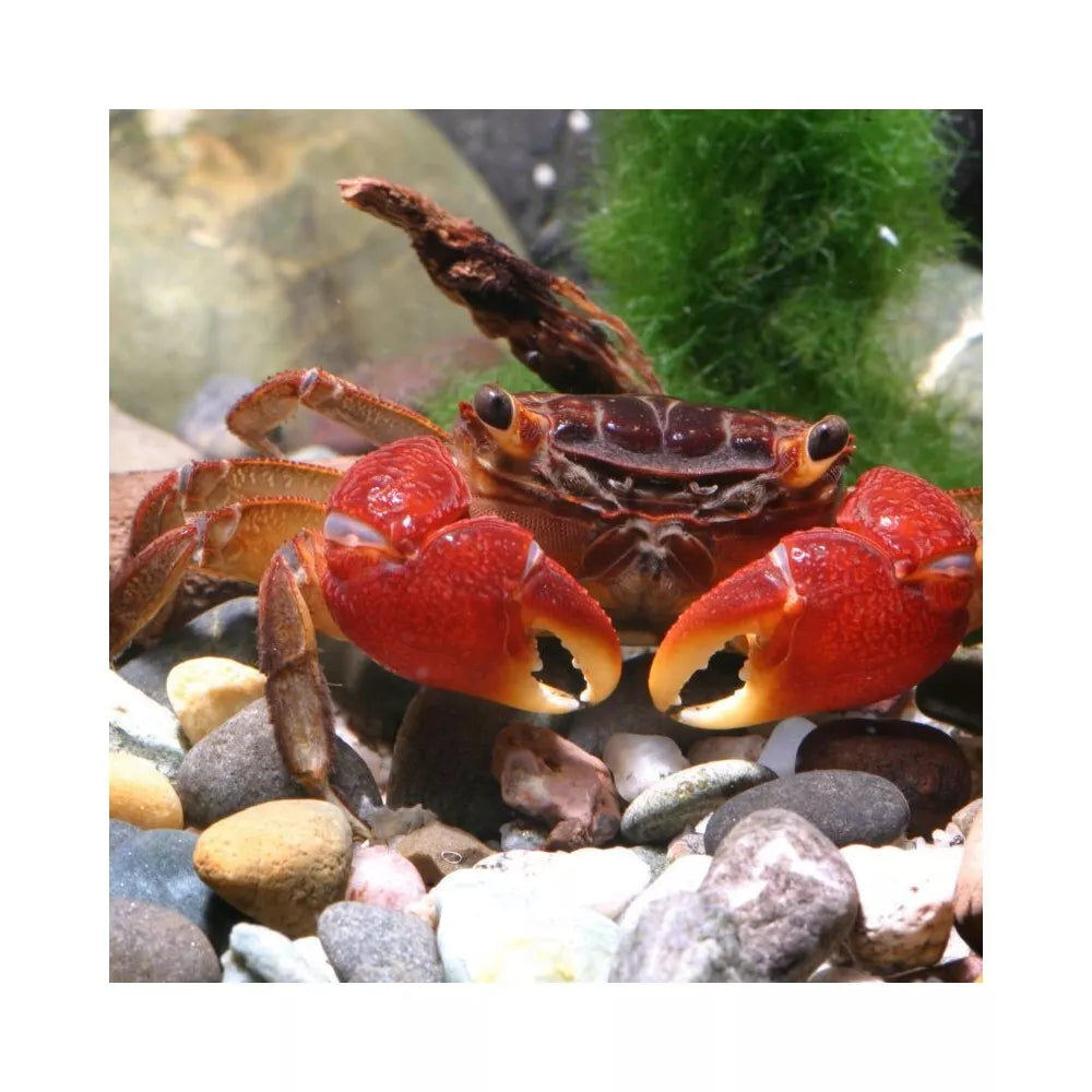 JBL ProNovo Crabs Wafer M pašaras krabams ir krevetėms 100 ml