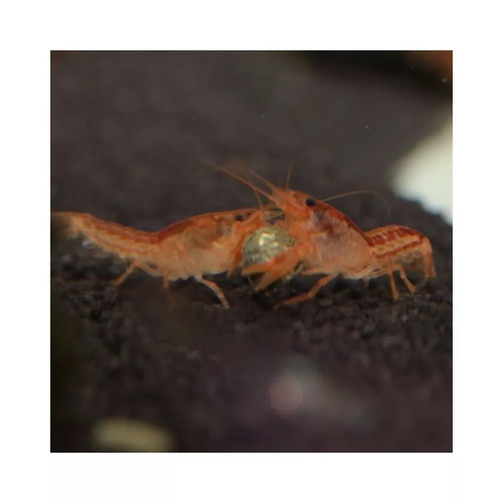 JBL ProNovo Crabs Wafer M pašaras krabams ir krevetėms 100 ml
