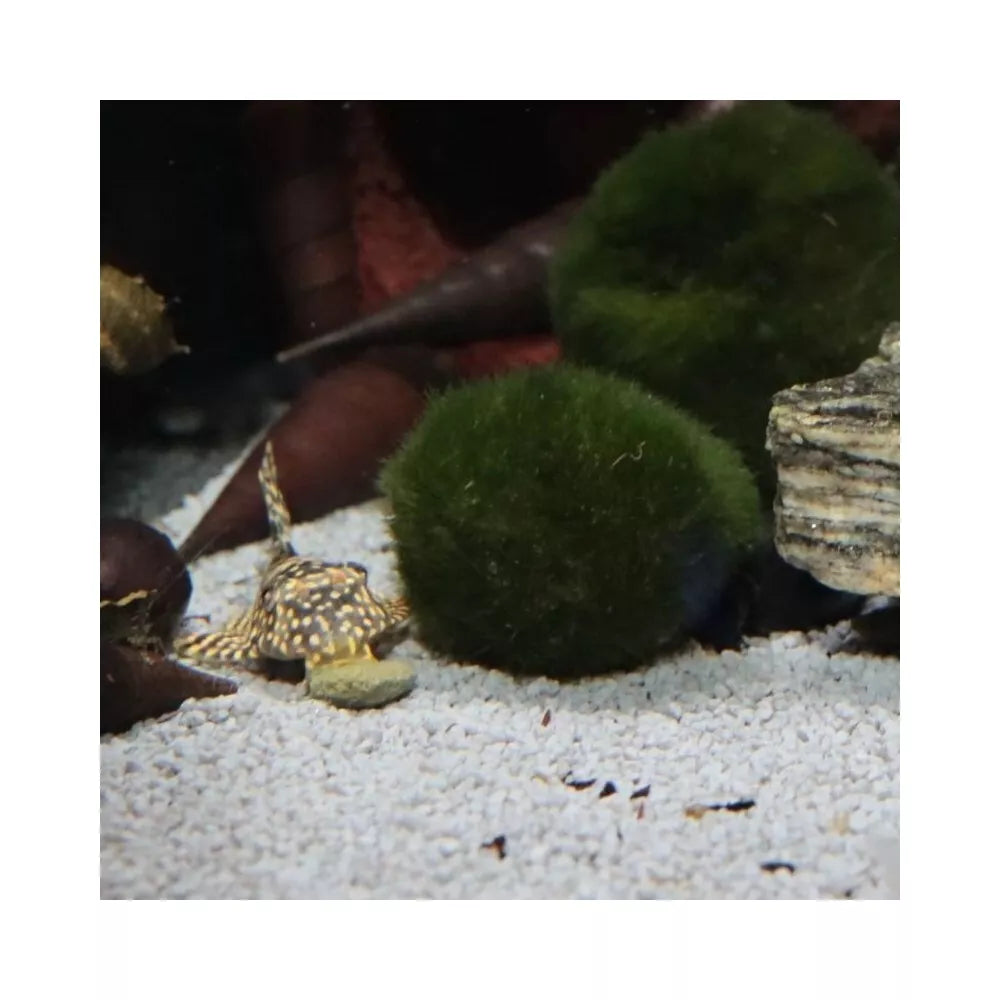 JBL ProNovo Pleco Wafer M pašaras žuvims 100 ml