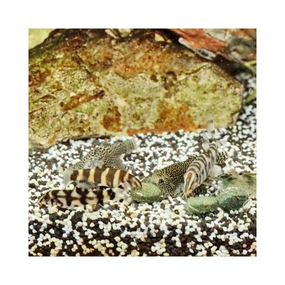 ProNovo Botia Tab M pašaras žuvims 5,5 l (2,9 kg)