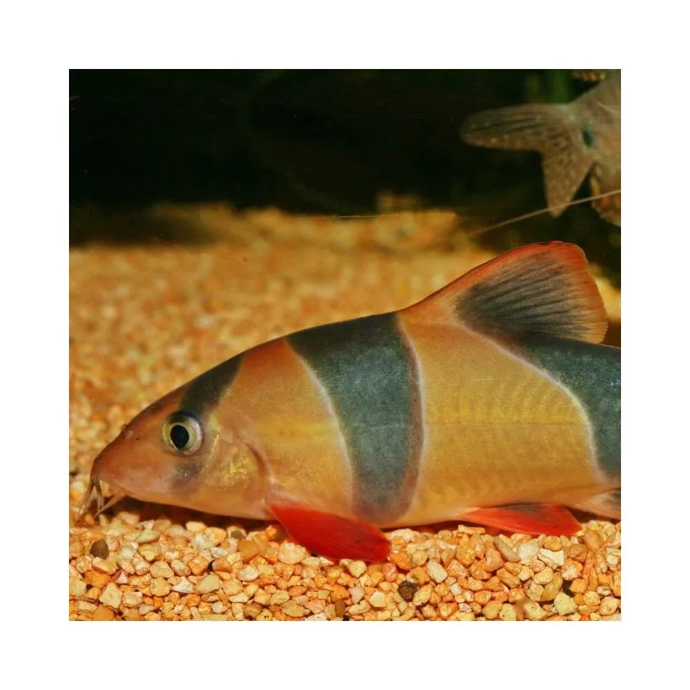 ProNovo Botia Tab M pašaras žuvims 5,5 l (2,9 kg)